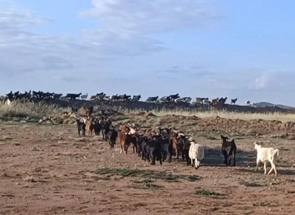 图?| 在矿区遇见的羊群