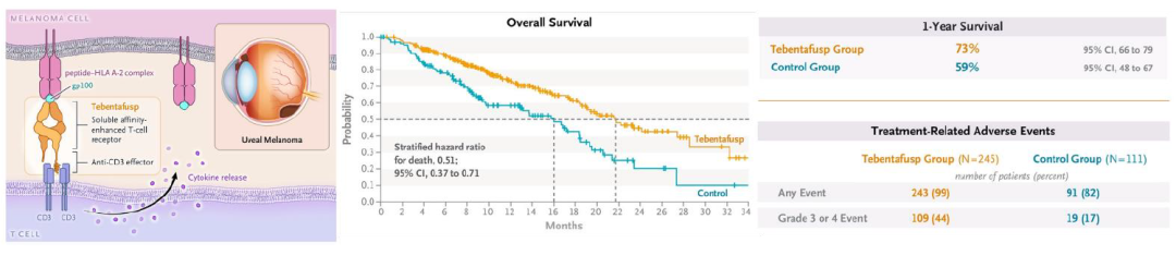 资料来源:NEJM、Immunocore、中金公司研究部