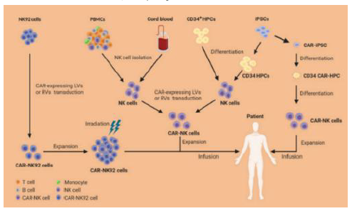 资料来源:Xie et al., 2020, EBioMedicine、中金公司研究部