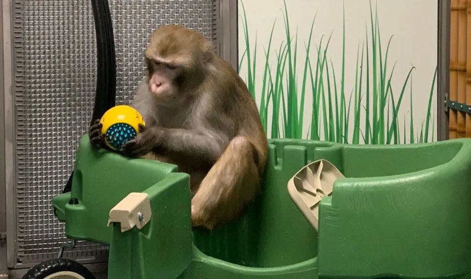 AI|23只实验猴子死了15只，Neuralink 还好吗？