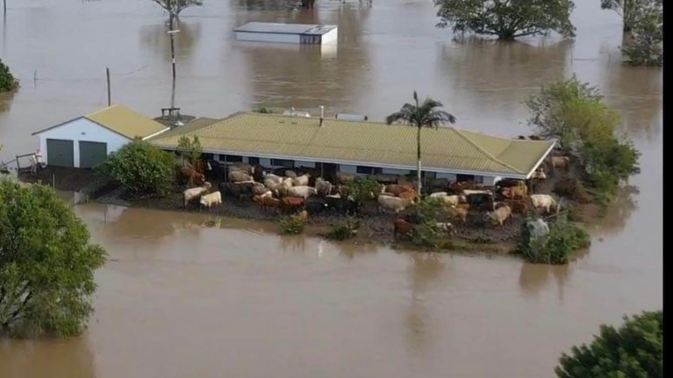 △新州农民奶牛被洪水围困 