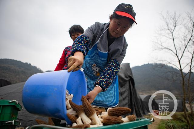 羊肚菌是一种珍稀食用菌品种,属于菌中之王,因其菌盖表面凹凸不平