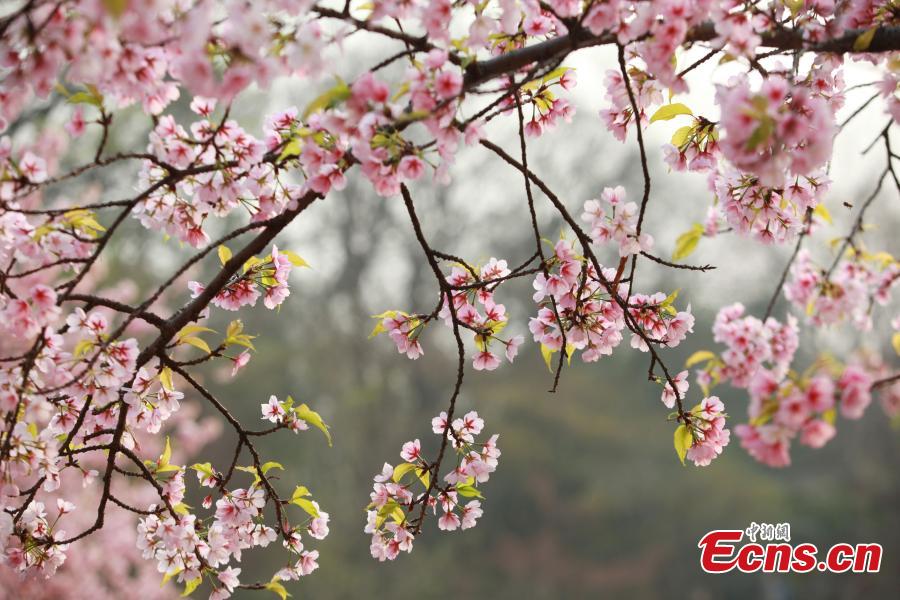 <p>Cherry blossoms are seen at Zhongshan Botanical Garden in Nanjing, capital of east China's Jiangsu Province, March 13, 2022.  (Photo provided to China News Service)</p>