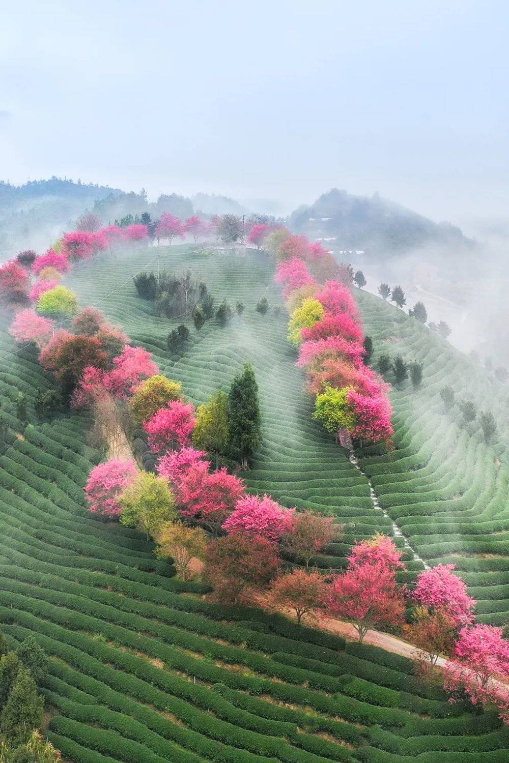 福建漳平永福，樱花茶园。摄影/刘艳晖 