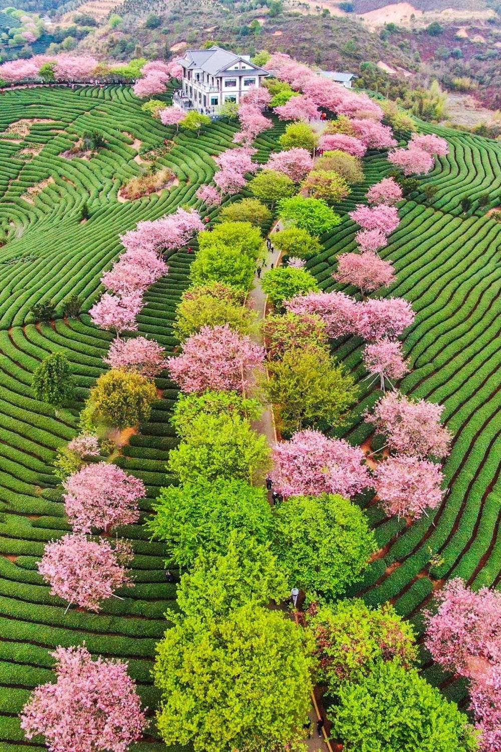 漳平永福,樱花茶园.摄影/刘剑聪