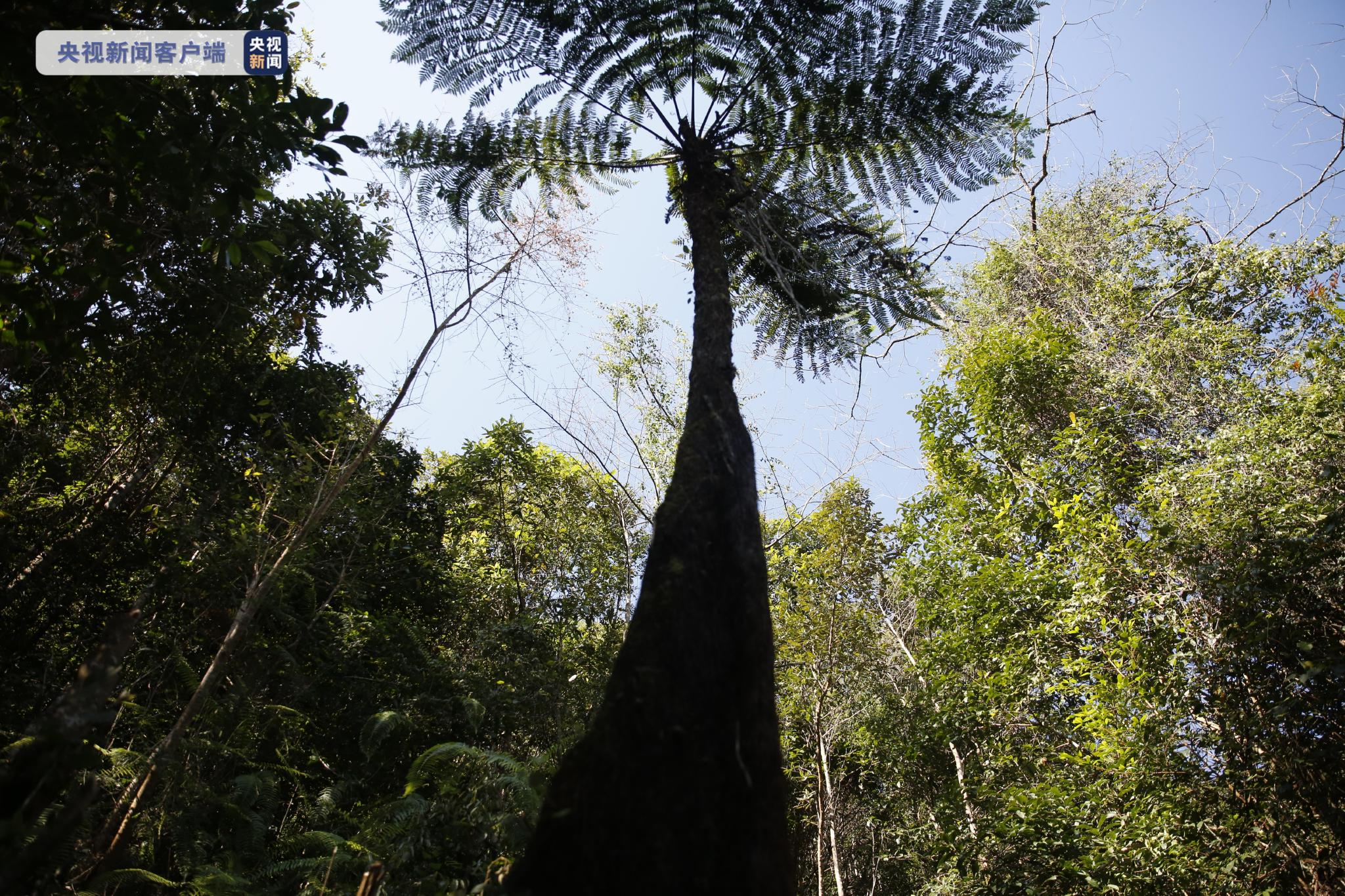 树是怎么繁衍的 c020-2510a6fe4d7b120d57882f5d1c205862.jpg