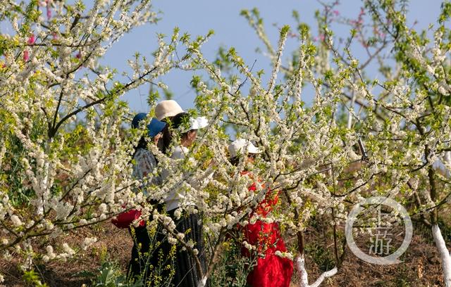 上游新闻签约摄影师 罗川 摄