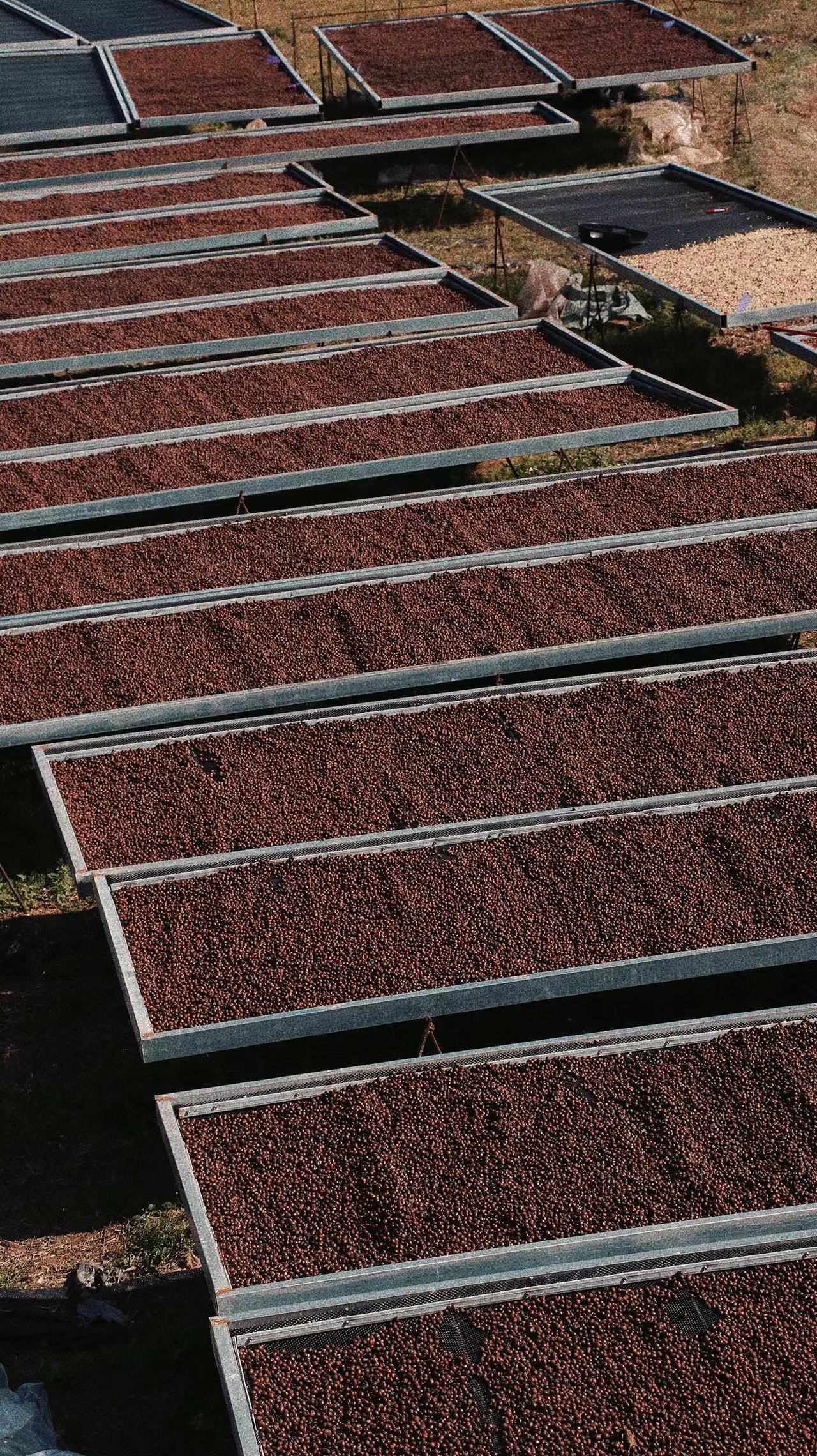 雲南當地制豆過程 圖片來源:之光咖啡莊園