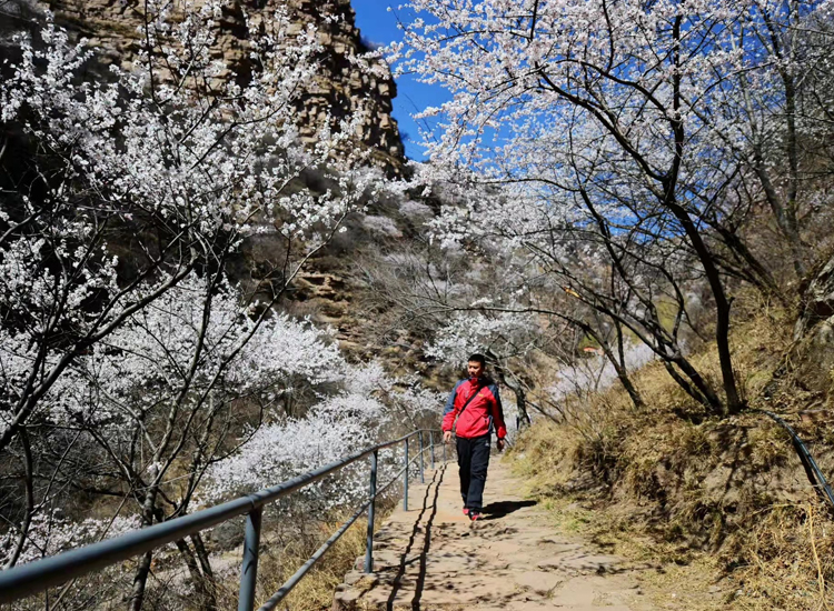 邢台九龙峡景区鲜花盛开。 马健摄