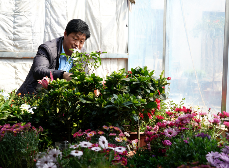 顾客在临城县临城镇北街村花卉种植基地选购鲜花。 宋继昌摄