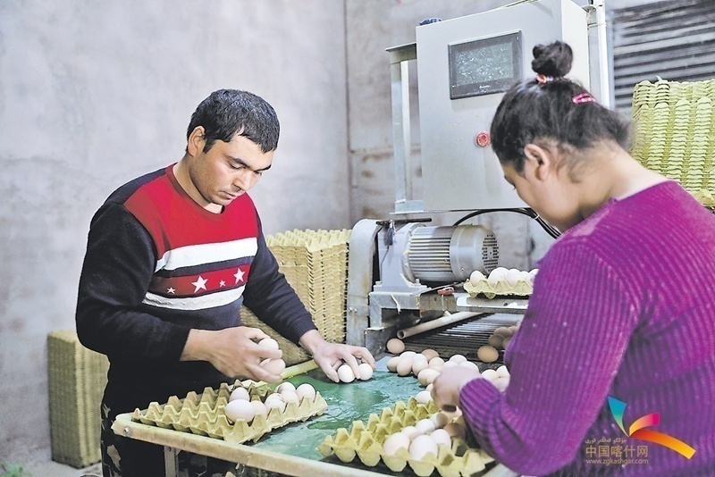 ▲村民约麦尔托合提和妻子在喀什市阿瓦提乡阿萨新村利民蛋鸡养殖厂实现就业，夫妻俩在分拣鸡蛋。后彦红 摄