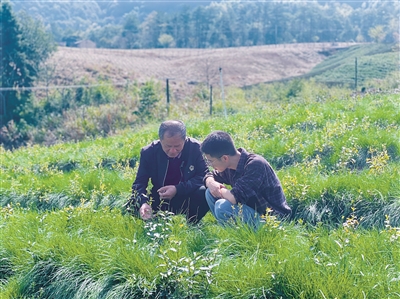 专家在茶园种植资源圃观察茶叶长势。（陈朝霞 崔宁 摄）