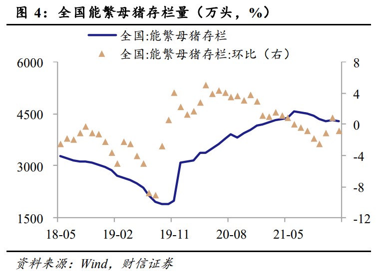 母猪怀孕3个月的图片,母猪怀孕九十天图片 众所知周,能繁母猪妊娠4个月生出仔猪,仔猪育肥6个月成为生猪后可出栏