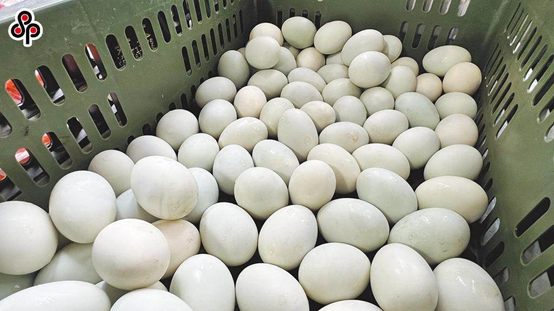 台湾养鸭协会理事长陈自成称，岛内鸭蛋价格很可能会再创历史新高。图自台湾“中时新闻网”