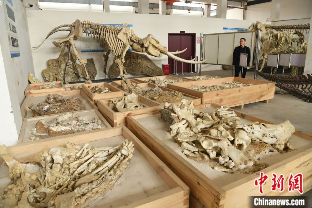 重庆市地质遗迹保护与研究实验室化石修复中心。中新社记者 陈超 摄
