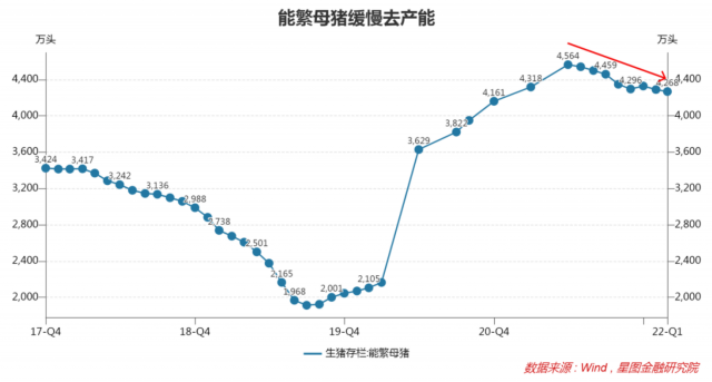 母猪怀孕3个月的图片,母猪怀孕九十天图片 就本轮能繁母猪产能去化进度来看,截止2022年2月末,我国能繁母猪存栏