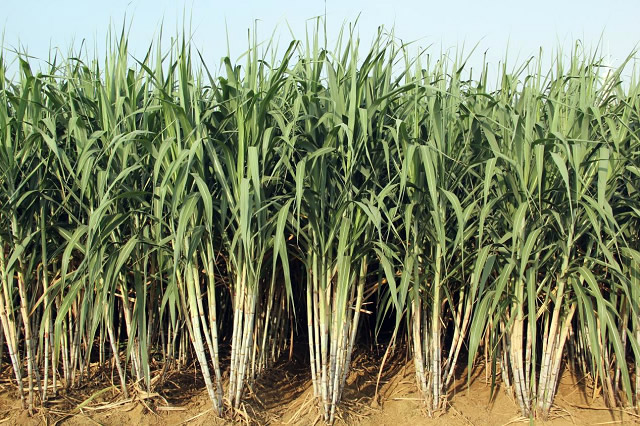 怎么种甘蔗才能长得高 1ef5-0af240e0eb7a78fd551e6138776fe4d1.jpg