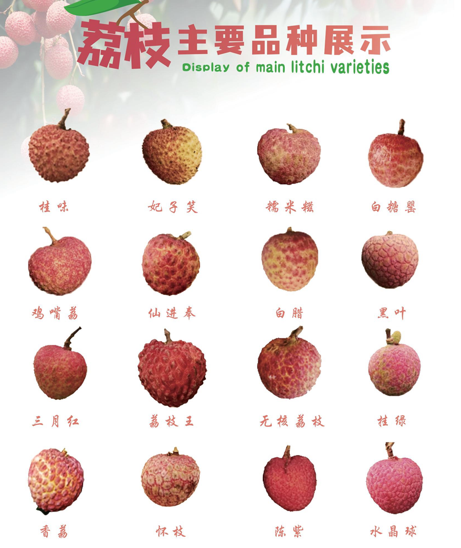 广东荔枝分布图 荔枝主要品种展示（双击查看大图）
