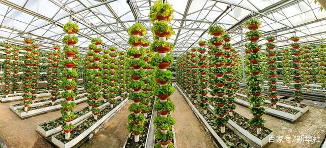 寿光菜博会上展示的各品类蔬菜。（受访者供图）