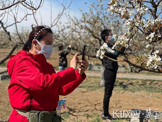 游客正在拍摄绽放的梨花。长城网·冀云客户端通讯员 高澍 摄