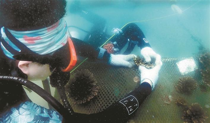 珊瑚是生态系统必不可少的一部分。图为“潜爱大鹏”志愿者在大鹏湾东平洲心形小岛周边海域回播珊瑚。
