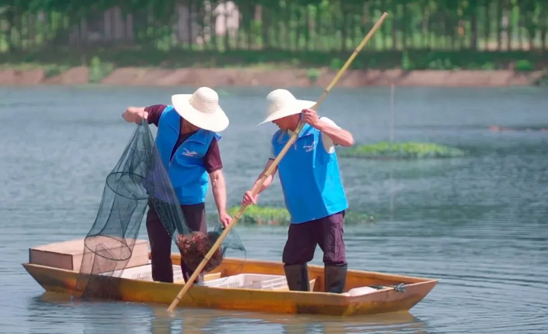   △大湖股份小龙虾养殖基地