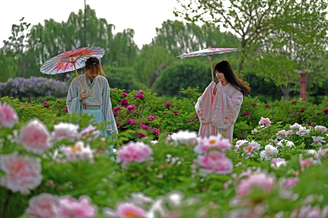 汉服爱好者在柏乡县汉牡丹园内观赏牡丹花。李雪其摄