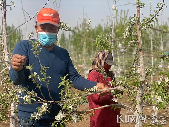 工人正在为梨树疏花。长城网·冀云客户端通讯员 高澍 摄