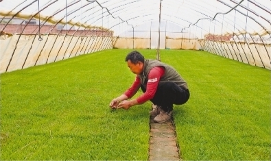 图为农户在智慧化水稻种植试验区育苗基地管护秧苗.记者 郑 磊 摄