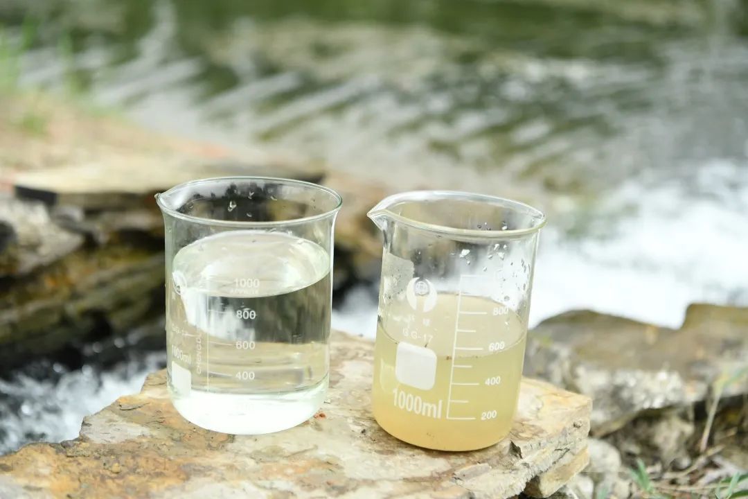 廊坊市安次区龙河人工湿地水样净化前后对比。刘建斌 摄