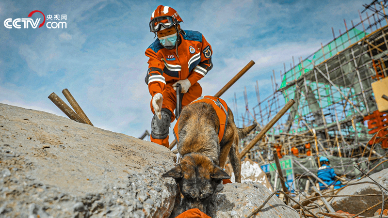 搜救犬在废墟穿梭搜寻。