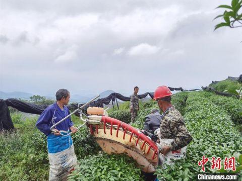 图为陈启勇指导村民用机械采收制作抹茶的茶青。　周燕玲　摄