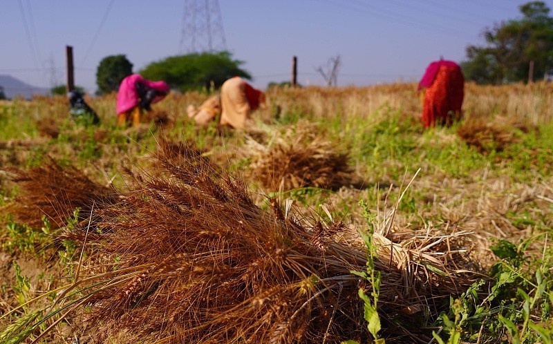 印度拉贾斯坦邦，农民收割小麦。（图片来源：央视新闻）