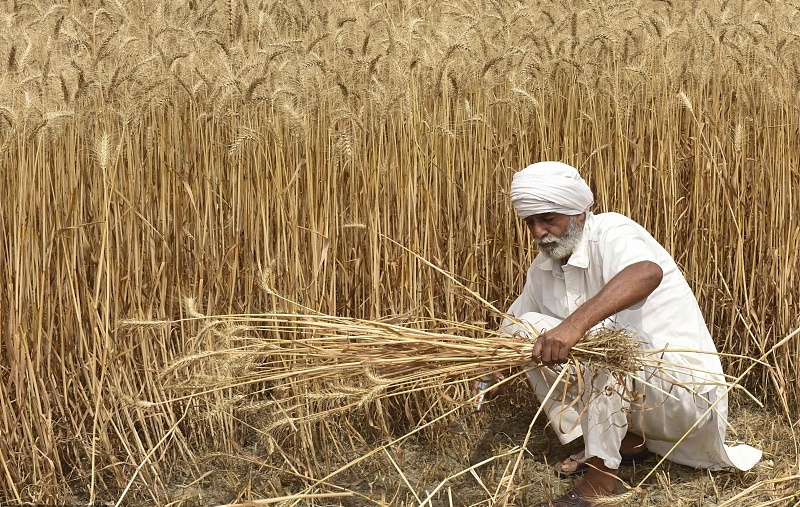 印度阿姆利则，农民在田地里收割小麦。（图片来源：央视新闻）