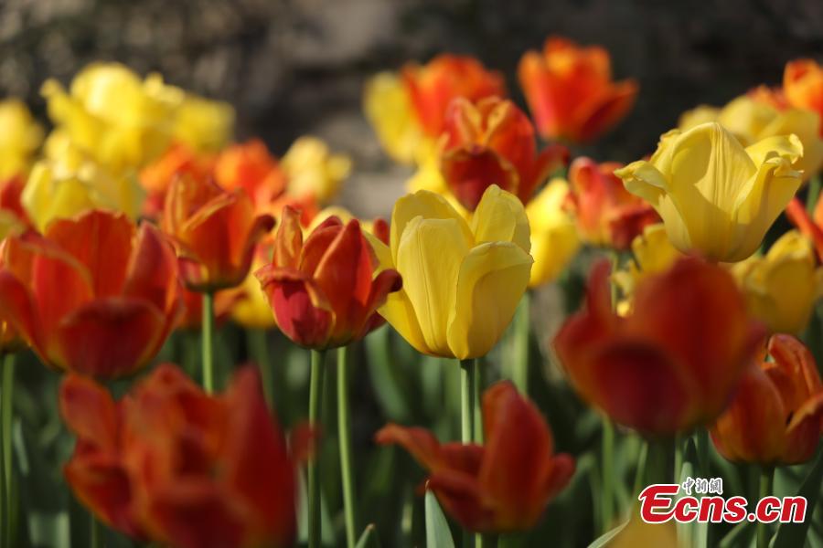 <p>Photo shows tulip flowers of various colors in full bloom at the Toronto Botanic Garden, Toronto, Canada, May 15, 2022.  (Photo: China News Service/Yu Ruidong)</p>