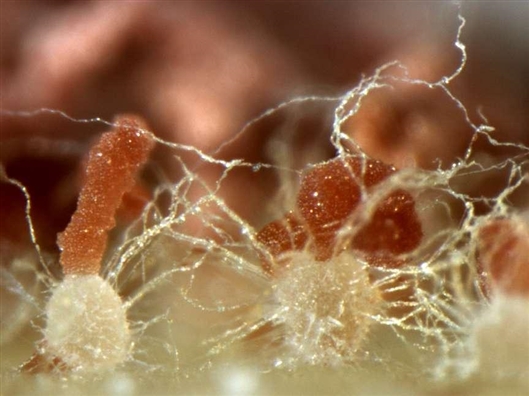 血色毛壳Chaetomium cruentum 受访者供图