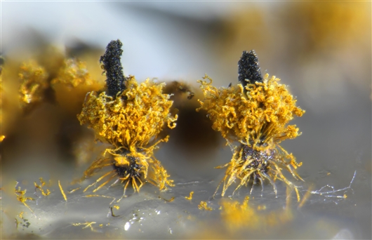 短枝橙冠毛壳Chrysocorona lucknowensis 受访者供图
