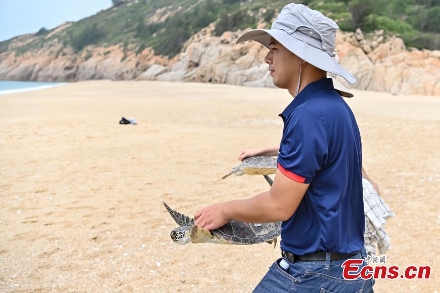 <p>A staff member holds a sea turtle at Huidong Sea Turtle National Nature Reserve in Huizhou City, south China's Guangdong Province, May 21, 2022. (Photo: China News Service/Chen Wenmin)

</p>