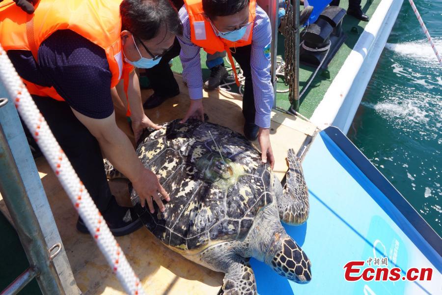 <p>A satellite tracker is installed on its back of a sea turtle to provide migration path data and scientific guidance for turtle protection at Huidong Sea Turtle National Nature Reserve in Huizhou City, south China's Guangdong Province, May 21, 2022. (Photo: China News Service/Chen Wenmin)</p>