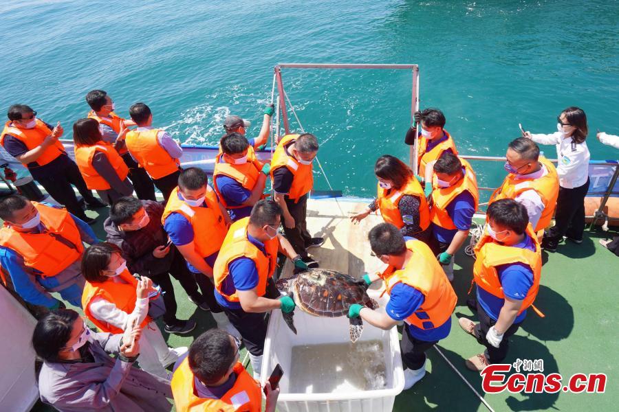 <p>Staff members release a sea turtle to the sea in Qingdao, east China's Shandong Province, May 23, 2022. Five turtles were successfully returned back to the sea on Monday. (Photo: China News Service/Li Chongzheng)</p>