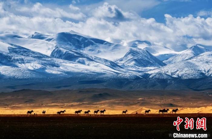 　　图为焦生福作品《肯得可克》。青海省祁连山自然保护协会供图