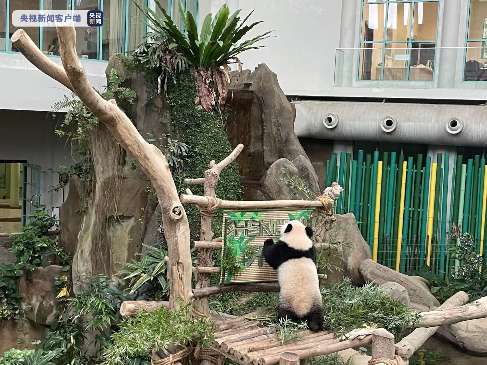 旅居马来西亚大熊猫宝宝取名“升谊” 象征中马友谊蒸蒸日上 – Sina