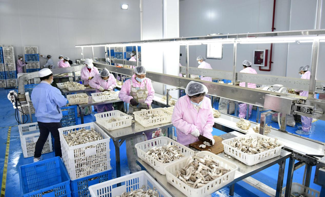 在安龙县春潭街道贵州大秦农业科技有限公司食用菌工厂，工人在分拣鹿茸菇。 刘朝富 摄