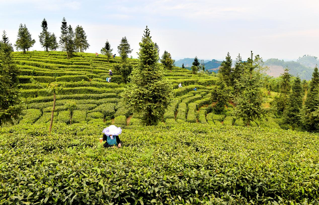 贞丰县小屯镇茶园里，茶农们正忙着采摘春茶。邢贵龙 摄