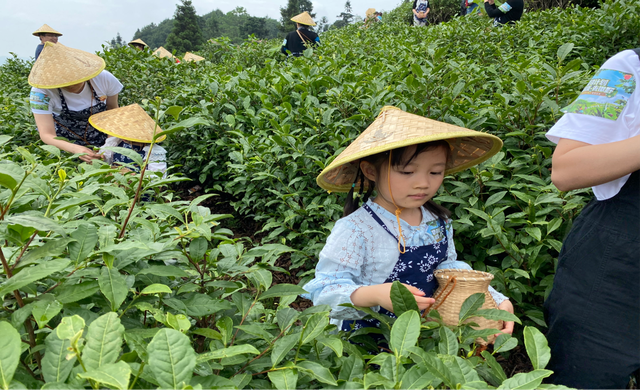 ▲业主体验采茶、泥池摸鱼
