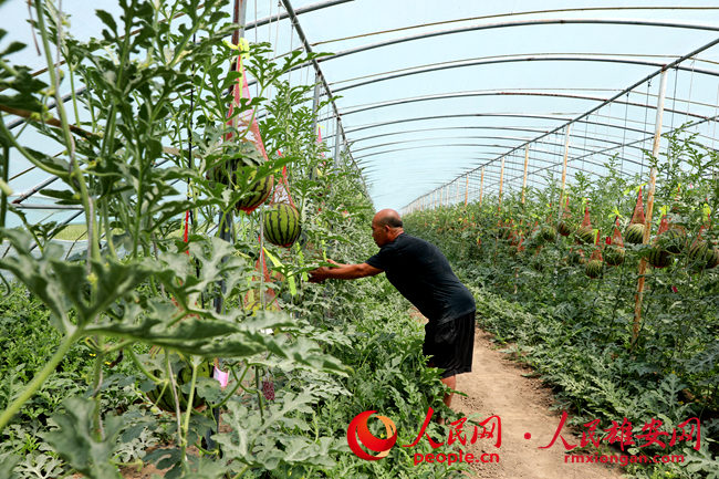 王法月在瓜棚内查看西瓜长势。刘师豪摄