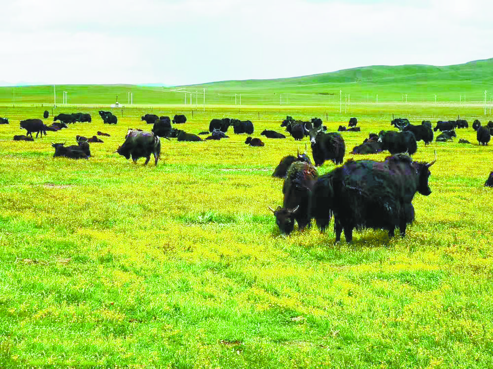 天然放牧的有机牦牛。本报记者 王玉娟 摄