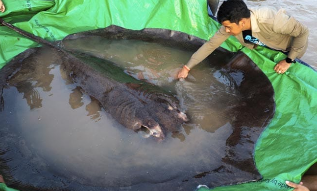 柬埔寨当地村民在湄公河捕获全球最大淡水鱼（新德里电视台）