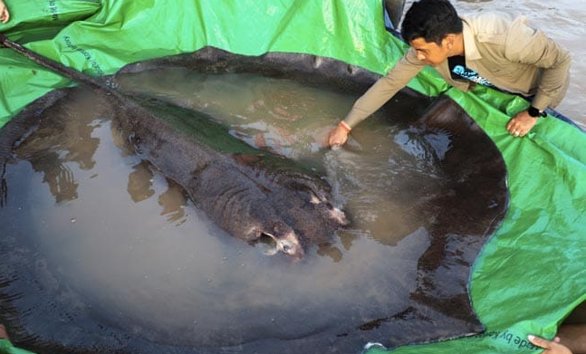 柬埔寨当地村民在湄公河捕获全球最大淡水鱼(新德里电视台)