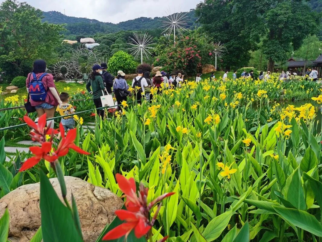 游客在青秀山景区观赏水生花卉丨孟萍 摄